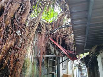 北市文山區12米高大樹倒塌 扯斷電線壓毀民宅屋簷