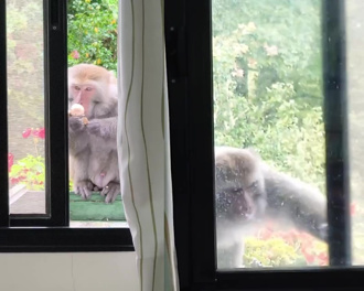 台灣獼猴進化了！闖武陵農場辦公室偷茶葉蛋　吃完還「關紗窗」滅證
