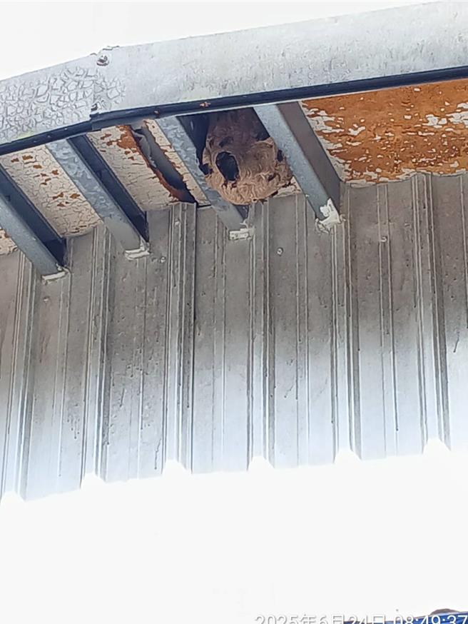 虎头蜂巢特点为表面波浪状纹路，图为黑腹虎头蜂巢。（动保处提供）