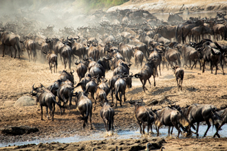 真的有獅子！趙少康沒去成的東非團 行程曝光