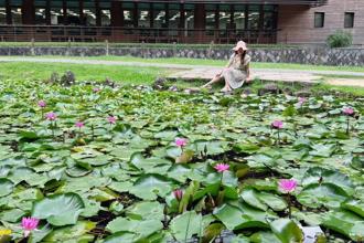 荷與睡蓮誰美？北投公園一次看