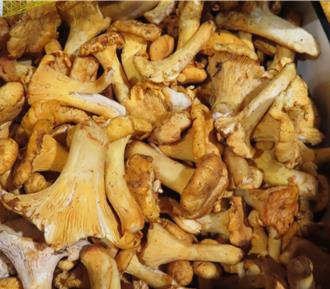 邊境攔截！羅馬尼亞黃蘑菇輻射超標 順天堂薄荷農藥也違規