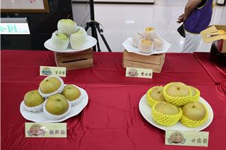 甜到爆！苗栗水梨节开跑 3大明星梨让你「疯猫梨」