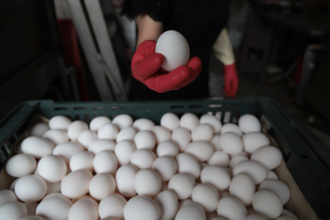 蛋价冻涨疑与罢免有关？蛋农怒吼：政府没良心！