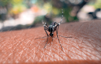 登革熱境外移入12例 創單周新高 廣東旅遊警示今起升級
