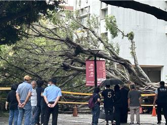 逢甲大學樹倒釀1死3傷 專家揭：土壤貧瘠是元兇