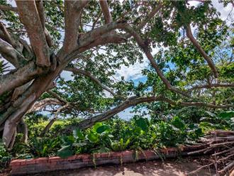 遭颱风摧残又遇豪雨 台东百年雀榕倒塌 居民盼县府抢救