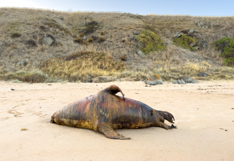 澳洲海岸浩劫「屍滿沙灘」！毒藻面積首都2倍 重創經濟