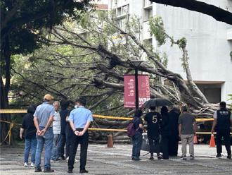 逢甲榕樹壓死碩士生　母控校方疏失「可避免的悲劇」
