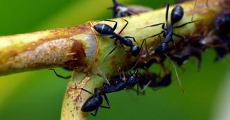 湖北男子用「螞蟻碰瓷」餐廳 兩年詐賠32萬元遭判刑5年