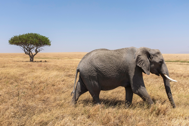 東非一向是暑期熱門團，市面上售價從20萬至50萬不等，甚至有破百萬元。（示意圖。圖：shutterstock/達志）