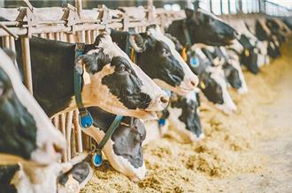 每頭省925元！乳牛死亡保險強制2026上路 酪農權益升級