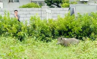 影》山豬落跑！10人圍捕「你跑我追」1小時 7針麻醉才搞定