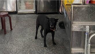 店家養狗咬人反嗆「咬你是牠的自由」  受傷騎士暴怒提告