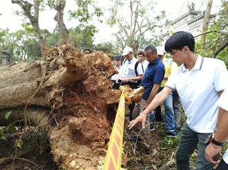 嘉義公園遭丹娜絲重創樹倒 日本樹醫疑「龍捲風釀災」吐4大建言