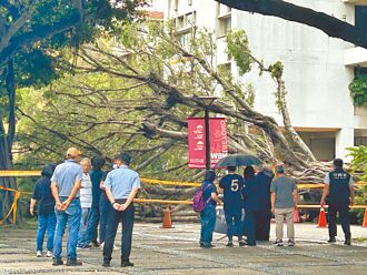 逢甲樹倒1死3傷 專家探因