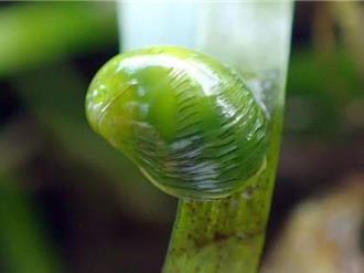 海草復育成功！消失的「水彩蜑螺」澎湖現蹤