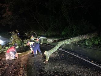 路樹橫倒封路！警民合力鋸木搶通 三星警揮汗開道獲讚賞
