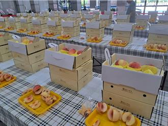 台中梨山水蜜桃評選出爐 和平農友汪煥洲獲達人殊榮