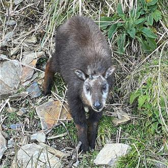 淺山動物現蹤城市 專家教你與野生白鼻心、山羌和平共處