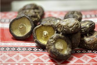 苗栗林下經濟新典範 原鄉香菇產業成亮點