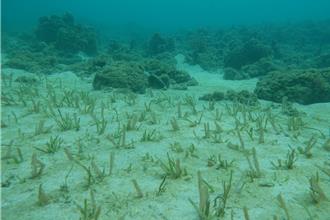 海草與紅樹林復育方法學通過 「藍碳治理」邁入制度化新里程碑