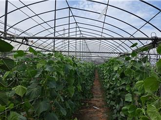 農民注意！颱風後重建溫網室 慎防「設施蟑螂」詐財騙訂金