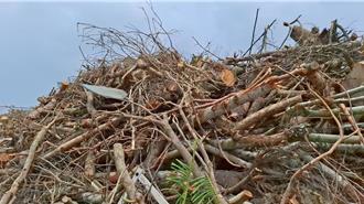 水上鄉淪「樹木墳場」！颱風倒木堆成山 去化成難題