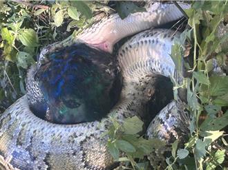 金門3米巨蟒纏鬥藍孔雀 「風獅爺教父」驚見殘酷瞬間