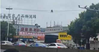 貴陽街頭驚見猴子走電線！網友戲稱「大俠」當地人這樣回
