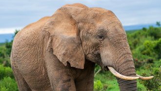 南非豪華遊獵園驚傳意外　39歲CEO遭大象踩踏身亡