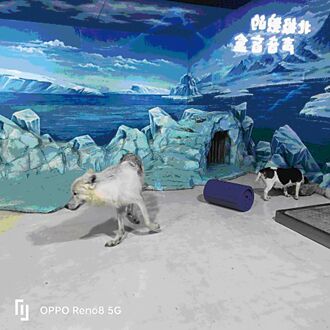 冰城奇遇記 白鯨、企鵝萌翻台灣童