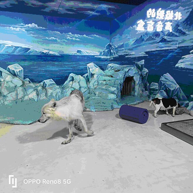 全球首例克隆北极狼「玛雅」亮相。（摘自萧建华）