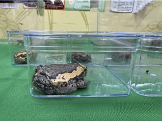 不只绿鬣蜥 台南2外来种蛙类通报捕捉数也上升