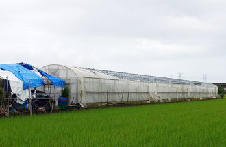 高雄丹娜丝农损救助再纳7作物设施 7／26起受理申报