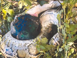 金門 蟒蛇吞孔雀 藝術家目睹驚恐