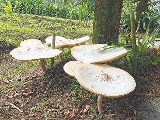 南投 綠褶菇愛惹事 防中毒勿採食