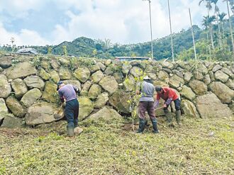 雲林古坑華山大湖底 賞螢新亮點