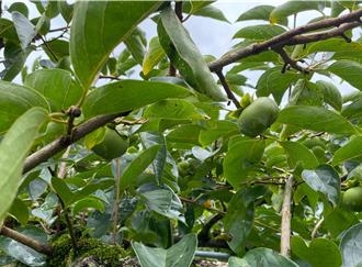 竹縣尖石甜柿受雨害 天然災害現金救助申請開跑