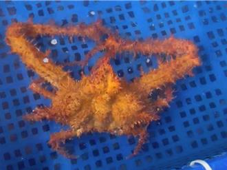 體型碩大還長滿刺 澎湖驚現台灣新紀錄種「三角蝕菱蟹」