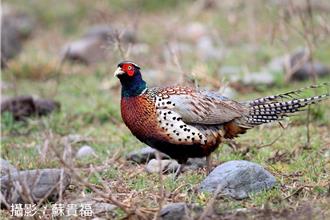 高雄橋頭新市鎮道路開闢 恐毀環頸雉棲地 環團盼改道