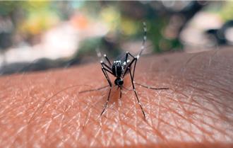 登革熱單週病例創新高 醫曝「3至7天最關鍵」：補水很重要