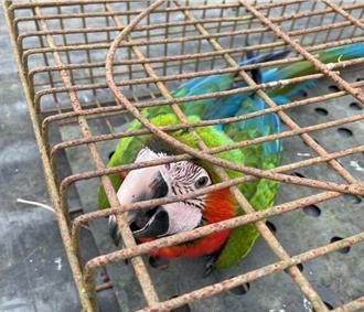 金剛鸚鵡「寶寶」飛走3天急壞飼主 高雄警助團圓