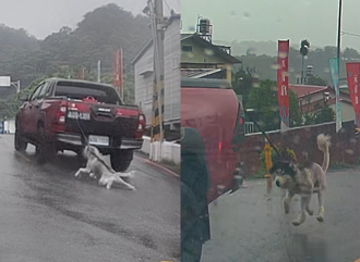 超扯！南投皮卡車雨中「高速拖行哈士奇」 牠沿路掙扎畫面曝光