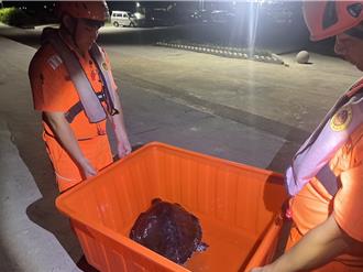 漁網纏身欖蠵龜求生 澎湖海巡神救援