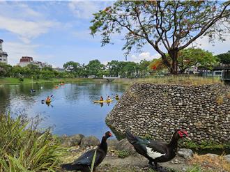 鴨鵝成災！屏東萬年、復興公園「清場」縣府出手圍捕