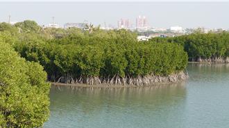 台灣藍碳發威！海草、紅樹林吸碳新技術 幕後推手是他