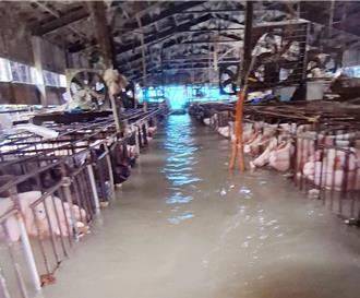 影》嘉義多鄉鎮淹爆！豬場仔豬溺斃、成豬哀鳴載浮載沉