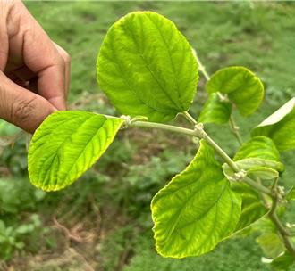 農友注意！硼多會中毒、少會生病 農改場揭黃金比例