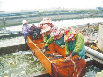 黑水虻餵養限制鬆綁 打造水產養殖新食代！